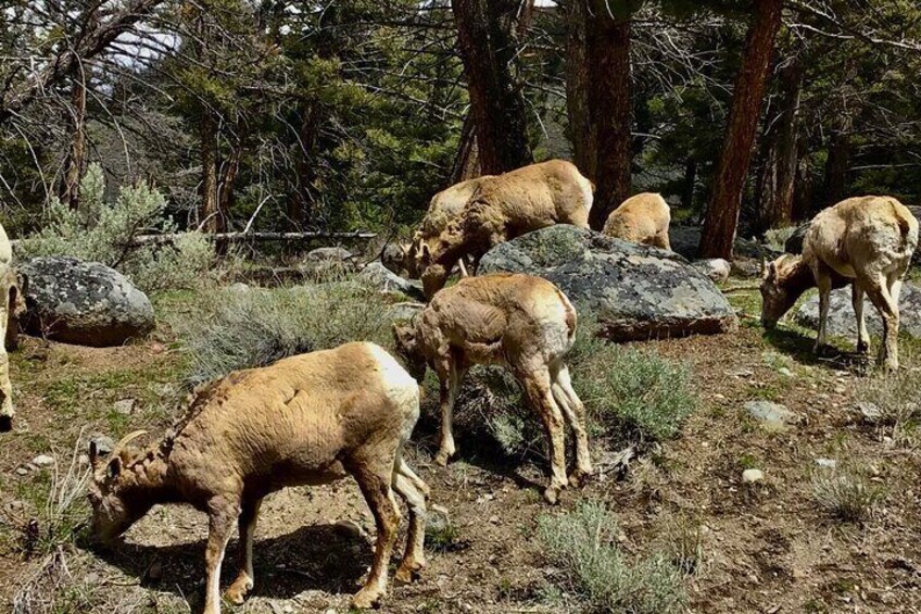 Private Yellowstone Wildlife and Photo Tour’s Upper Loop Fr:Cody