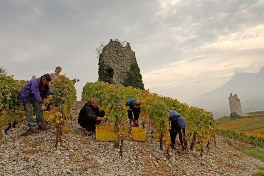 Savoyard Vineyards Tour with Private Driver