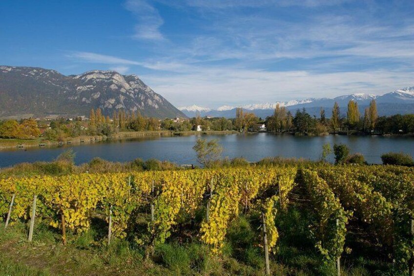 Savoyard Vineyards Tour with Private Driver