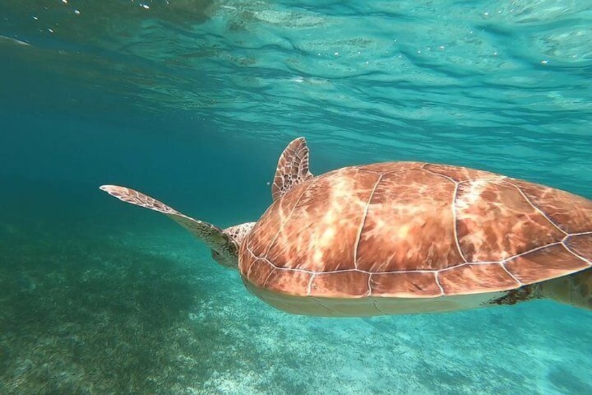 Snorkel with wild green turtles at Green Cay (only 35 minutes away from Nassau harbor).