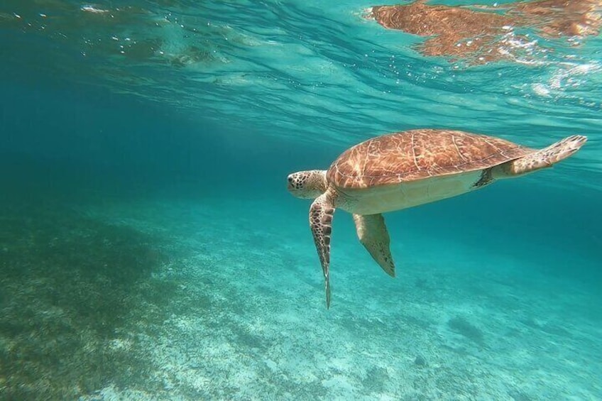 Snorkel with wild green turtles at Green Cay (only 30 minutes away from Nassau).