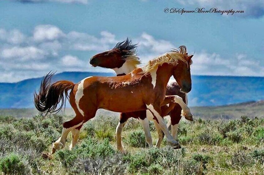 Private/Custom Red Canyon Wild Mustang Air Conditioned Van Tours 