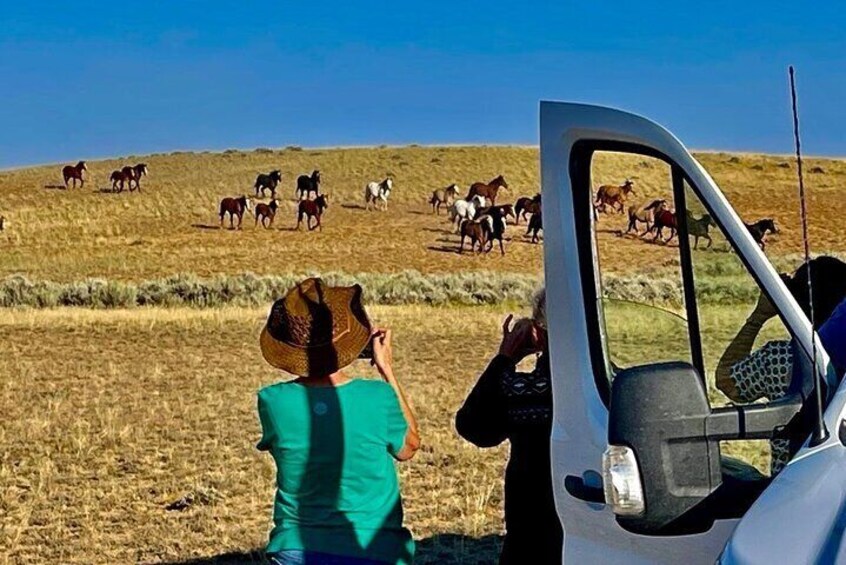 Private 4 Hour Red Canyon Wild Mustang Air Conditioned Van Tours 