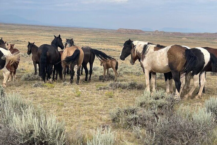 Private/Custom Red Canyon Wild Mustang Air Conditioned Van Tours 