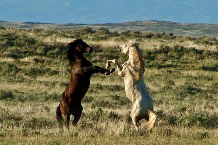 Private/Custom Red Canyon Wild Mustang Air Conditioned Van Tours 