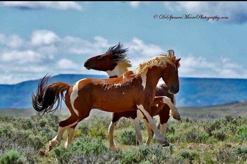 Private/Custom Red Canyon Wild Mustang Air Conditioned Van Tours 