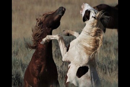 Private 4 Hour Red Canyon Wild Mustang Air Conditioned Van Tours