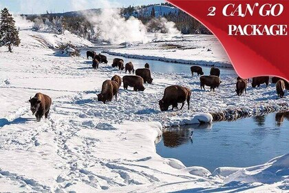 Yellowstone & Grand Teton National Parks Winter Tour: Small Group 4-Day Tou...