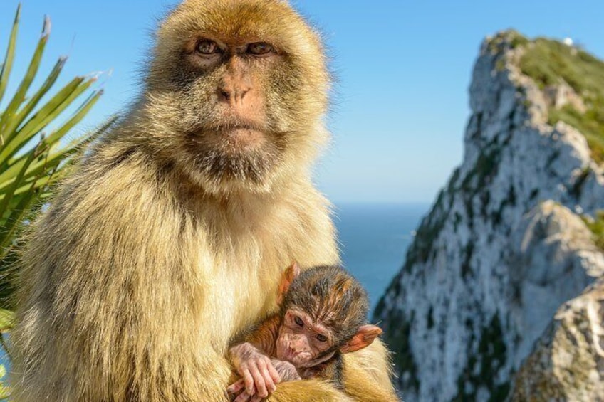 Visit the barbary macaque monkeys at the Top of The Rock