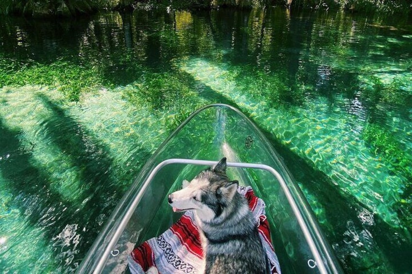 Glass Bottom Kayak Tours of Silver Springs