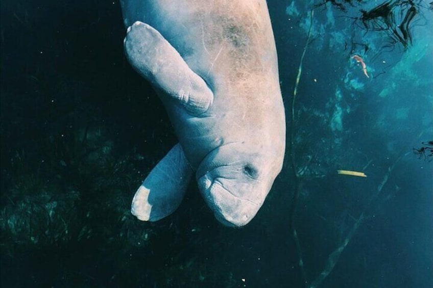 Glass Bottom Kayak Tours of Silver Springs