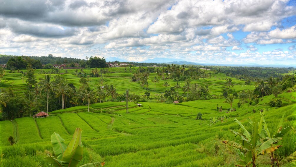 Show item 4 of 9. Panoramic view of lush green rice field in Bali