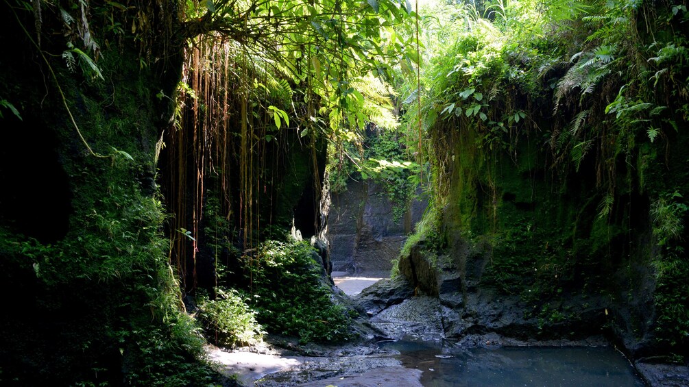 Show item 5 of 9. Lush vegetation growing amongst forest in Bali