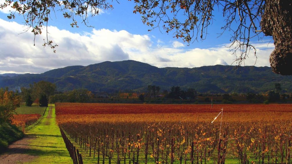 Landscape view of vineyard.