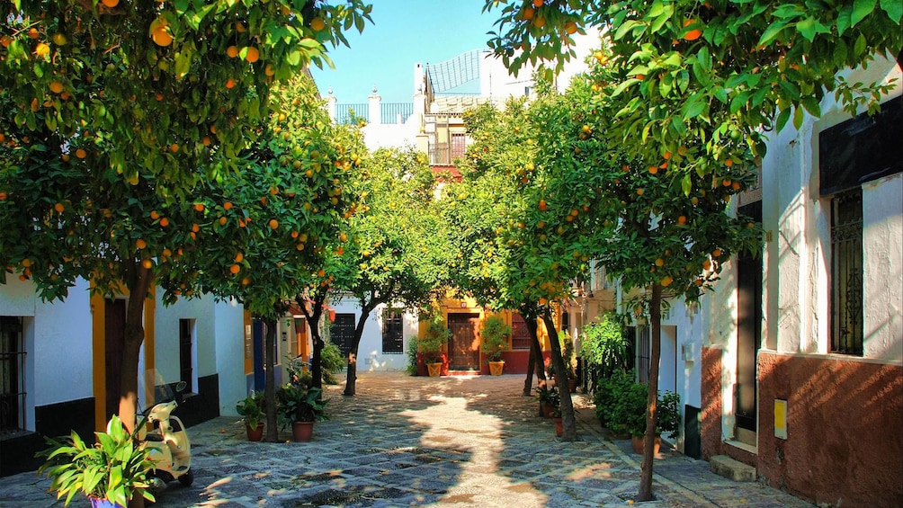 Orange trees in a courtyard in Granada