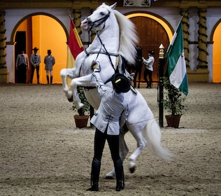 Jerez y Cádiz: Tour de un día completo de vino, caballos y luces desde Sevi...