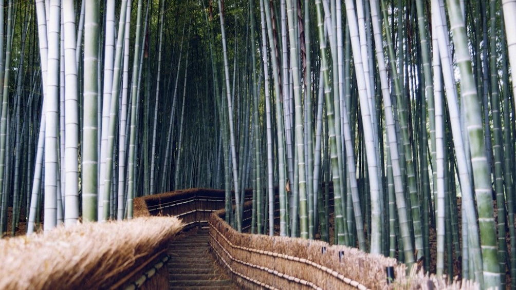 fenced path through a bamboo forest