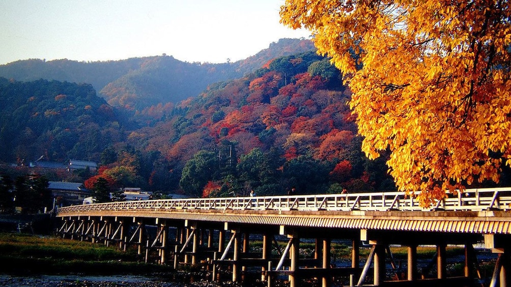 colorful trees along a bridge in Japan