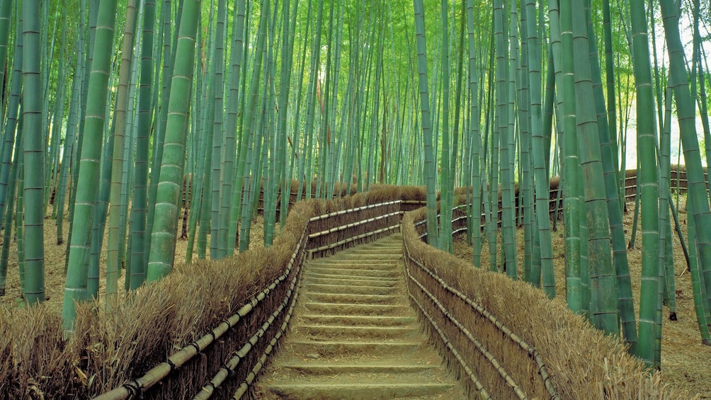 walking through a bamboo forest