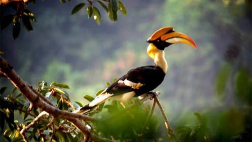 Bird at the Kaeng Krachan National Park in Thailand