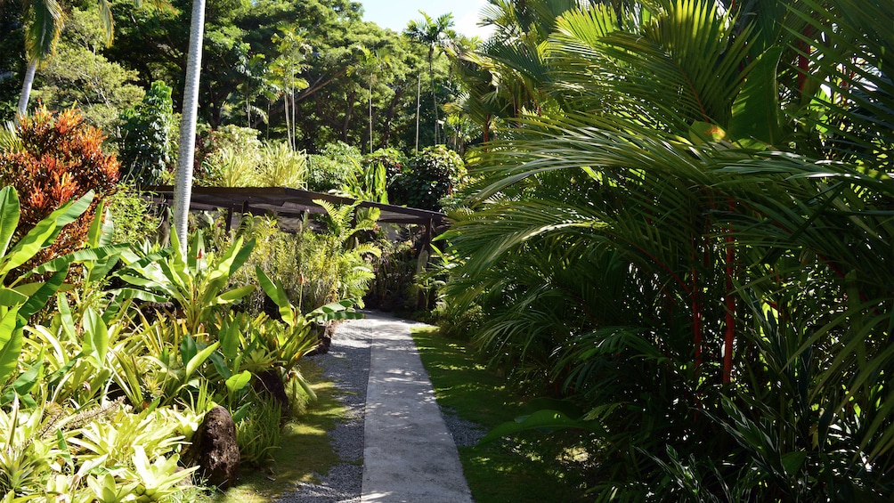 Path through a garden in Fiji