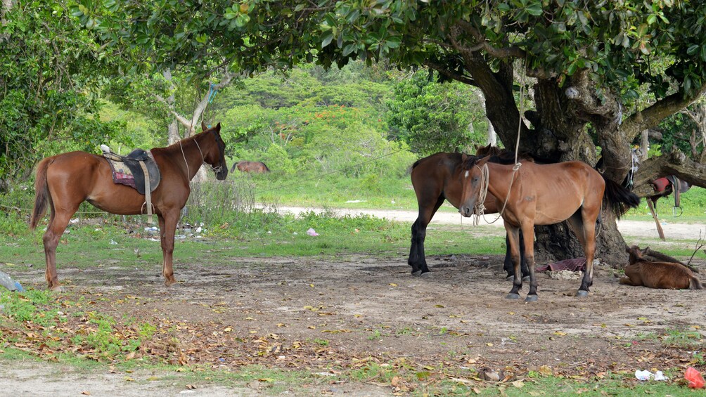 Tethered horses by a tree in Fiji