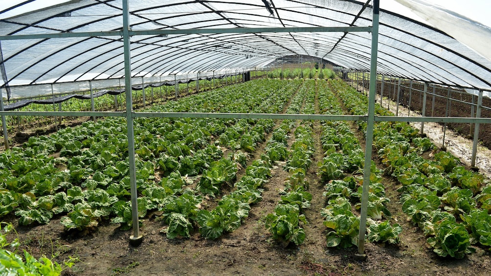 Greenhouse with plants in Fiji