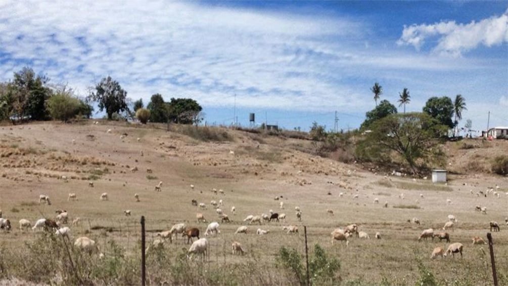 Grazing sheep in Fiji