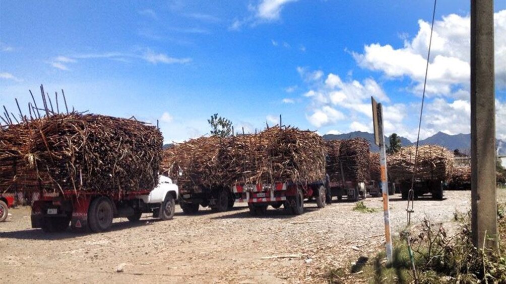 Trucks hauling sticks on a dirt road in Fiji