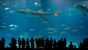 Okinawa: Churaumi Aquarium & Pineapple Park