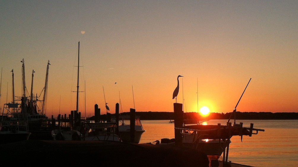 Show item 1 of 5. A crane sits perched on a post next to docked boats as the sun sets in the distance
