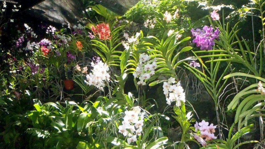 Colorful blooming flowers in Fiji