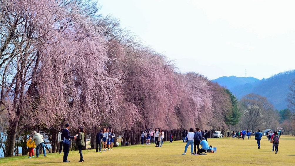 pink blossoming trees