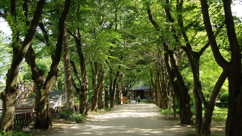 tree lined path
