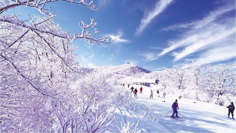 frozen trees with skiers and snowboarders in background