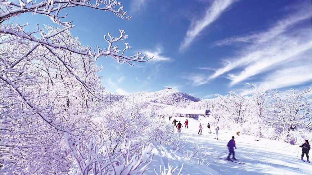 frozen trees with skiers and snowboarders in background