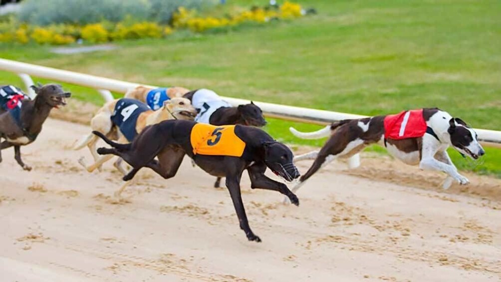 Carrera de galgos irlandeses en el estadio Shelbourne Park Greyhound