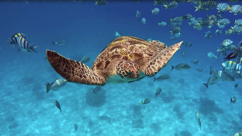 Sea turtles swimming underwater.