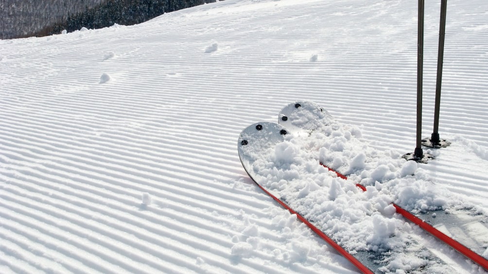 Close up of a pair of skis on a groomed hill in Salt Lake City