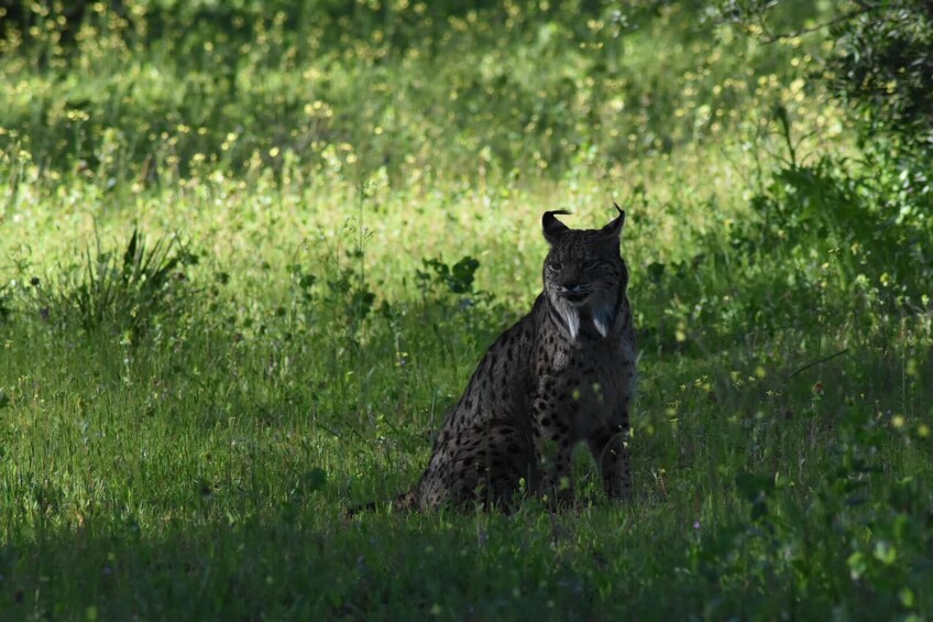 Donana National Park 4x4 Guided Day Tour from Seville