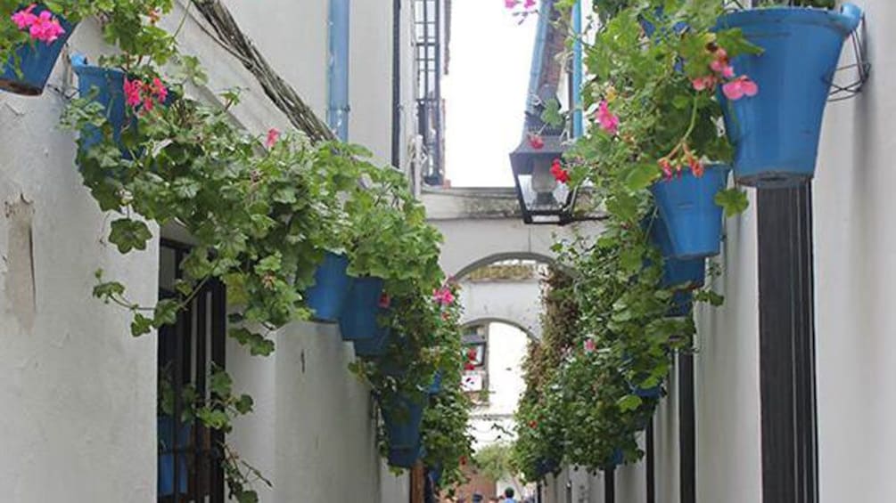 potted plant lined alley