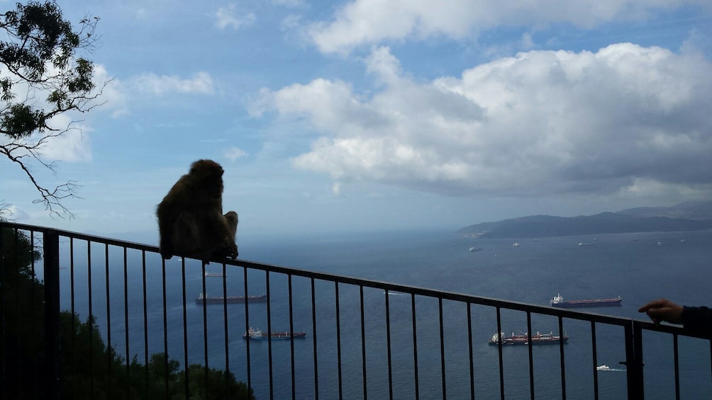 Gibraltar Full-Day Excursion