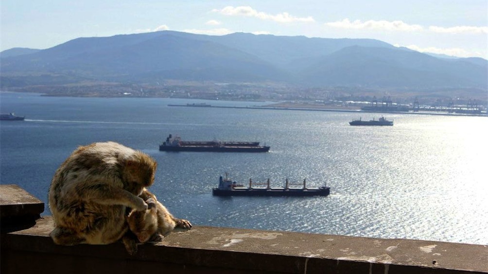 Pair of monkeys sitting on a wall along the coast of Gibraltar