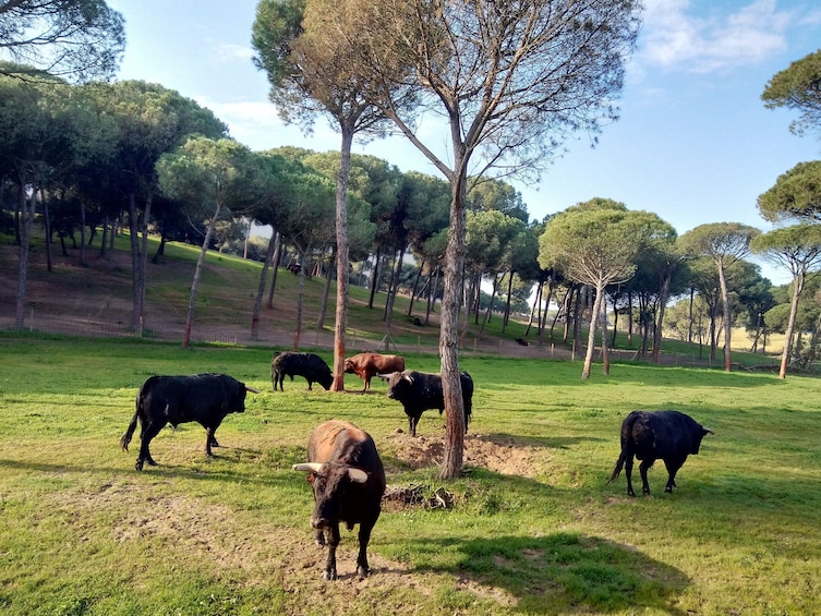 Wild Bulls Experience in Seville