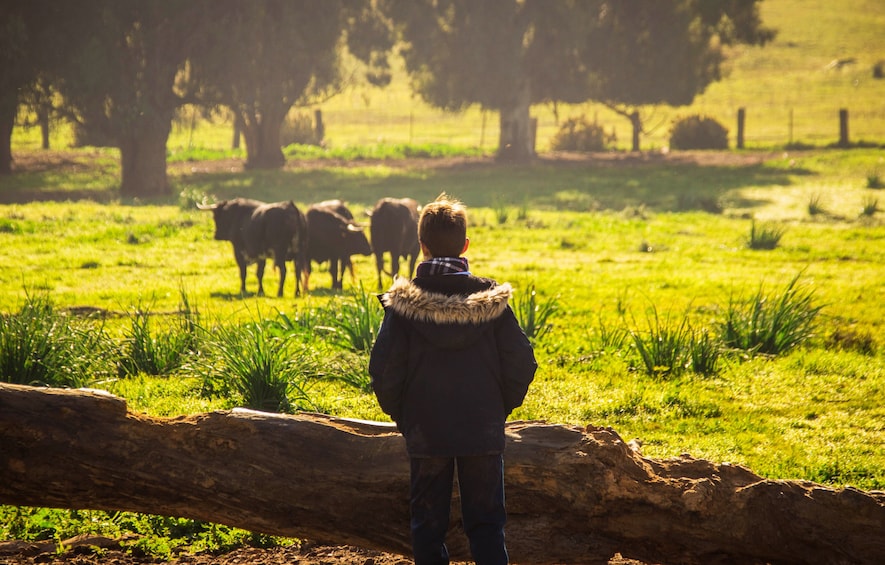 Wild Bulls Experience in Seville