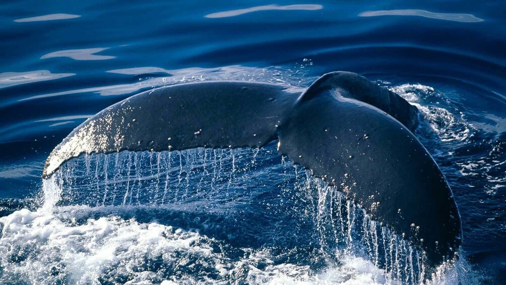 Whale Watching in Bermuda