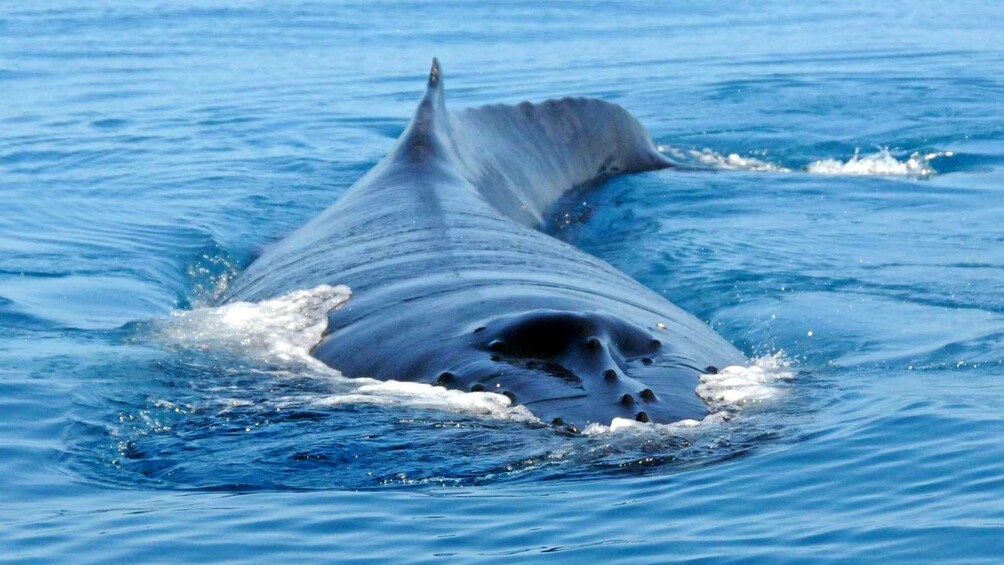 Whale Watching in Bermuda