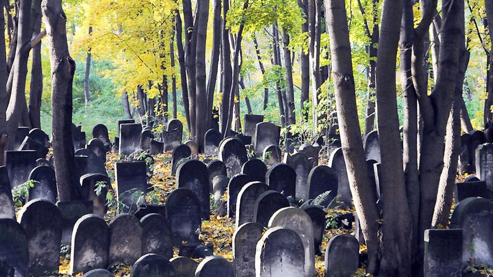 gravestones in a wooded area in Poland