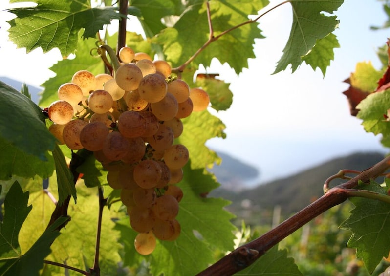 Wine & Food Tour in Sardinia : Small Group