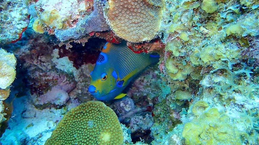 Show item 4 of 5. Close up view of a blue and yellow fish in the St. Thomas & St. John, US Virgin Islands